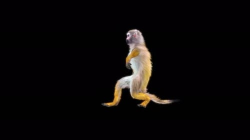 32 Monkey Dance 4K