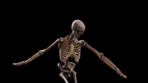 Realistic human skeleton model in walking pose