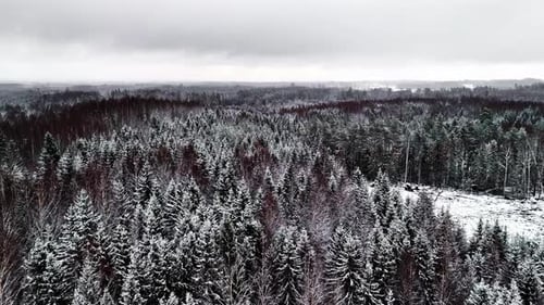 Snowy forest from above, cold winter day with grey clouds, snow covered trees and meadows, aerial