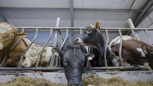 Low wide angle view of cattle in pens eating from feed trough; static