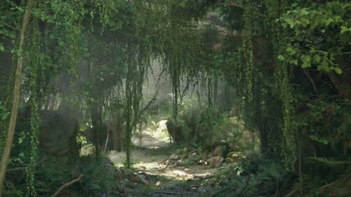 A Peaceful Pathway Surrounded By Lush Green Trees in a Serene Forest Setting