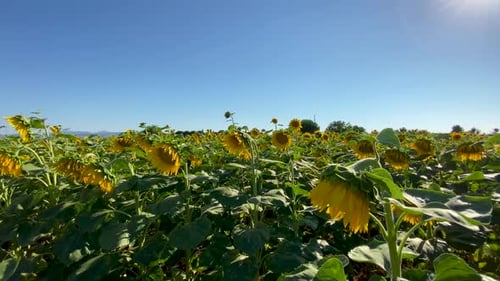 Flowering Sunflowers and a Field