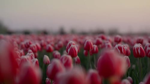 Beautiful Spring Garden with Many Red Tulips Outdoors. Garden View of Tulip