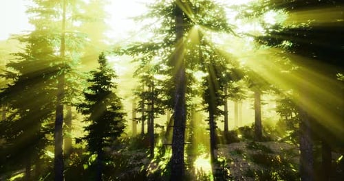 Sunlight Filtering Through Tall Trees in a Serene Forest Setting