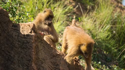 Baboons in Nature Setting