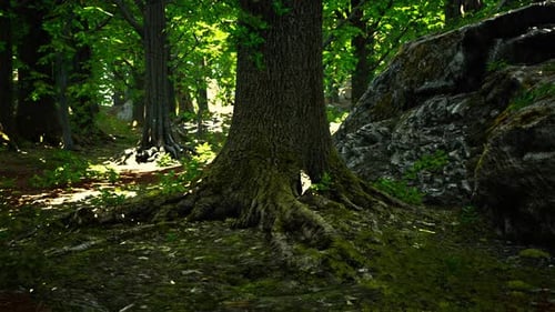 Asian Tropical Rainforest with Moss
