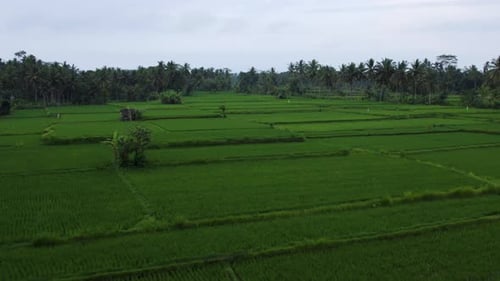 Green Rice Field Paddy Terraces in Ubud, Bali - Aerial Flight
