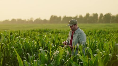 Farmer Inspecting Corn Crop Using Tablet at Sunset