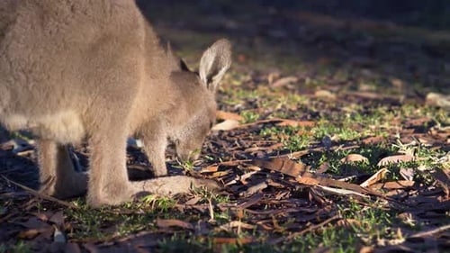 Baby-Wallaby grast morgens im australischen Outback (Zeitlupe)