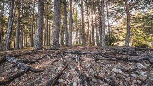 The roots of the pine tree lay exposed on the dry rocky soil. The sun shines brightly between the tr