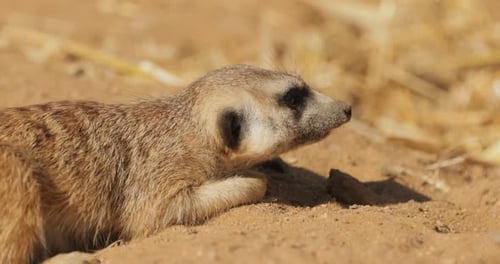 Erdmännchen (Suricata suricatta) oder Suricate sind kleine Mungos, die im südlichen Afrika vorkommen.