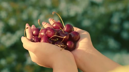 Freshly Picked Cherries Held in Hands Against a Natural Background in Bright Daylight