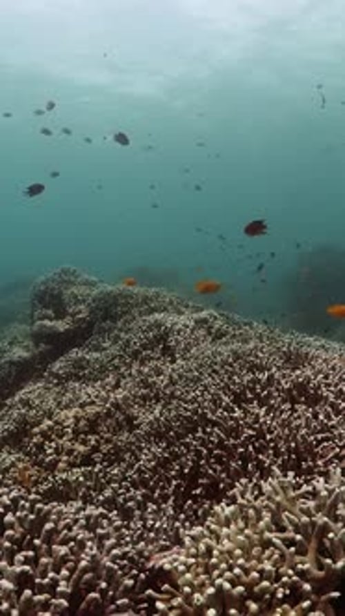 Vibrant Fish Swim Among Colorful Coral Reef