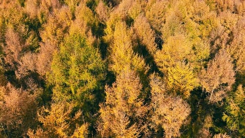 Aerial View of Autumnal Forest Canopy A Topdown View of a Forest in Autumn with Trees in Hues of