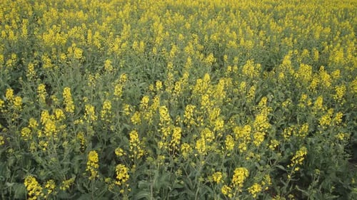 Ein leuchtendes gelb blühendes Feld mit wunderschönen Rapspflanzen, die im Frühling in voller Blüte stehen