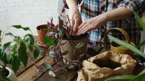 Female Hands Replanting Tradescantia Indoor Plant Into New Pot