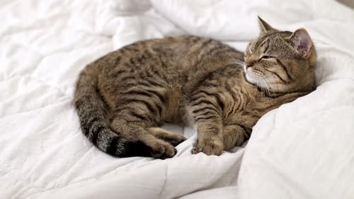 Brown Tabby Cat Sleeping on Bed