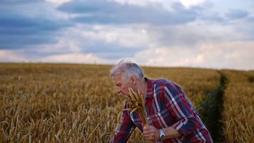 Adult Inspects Wheat in Golden Grain Field