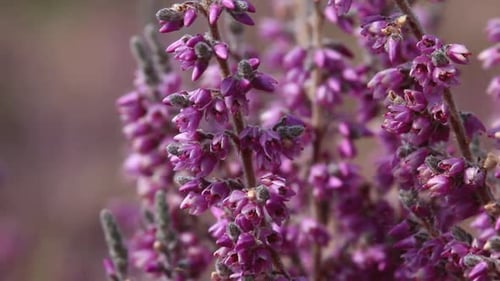 Bruyère commune ou lingue en fleur début septembre.
Royaume-Uni