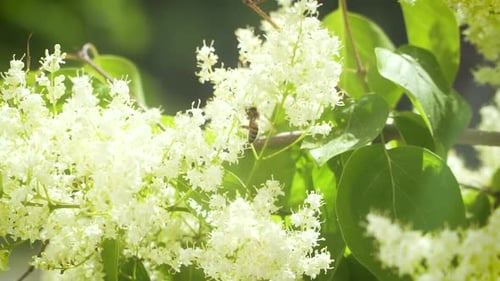 Slow Motion of Flying Bee Collecting Nectar in Spring to Make Honey