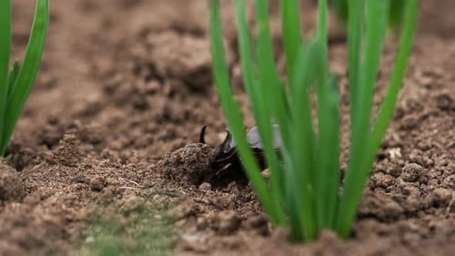 Un scarabée rhinocéros rampe sur le sol entre des buissons d'oignons verts, vue latérale, macroshot