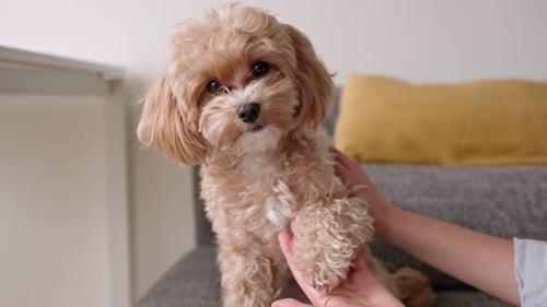 Fluffy Dog Receives Affectionate Petting Indoors