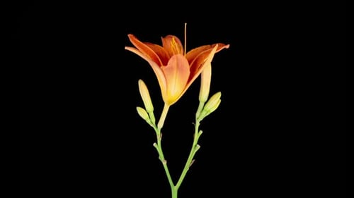 Daylily Blooming Time Lapse on Black Background