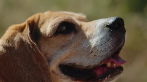 A Beagle Dog is Happily Walking on a Sunlit Nature Trail Exploring the Outdoors with a Leash
