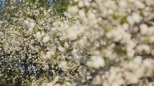 Des pommiers fleurissent sur plusieurs arbres dans un paysage printanier diurne