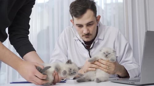The vet examines two kittens.