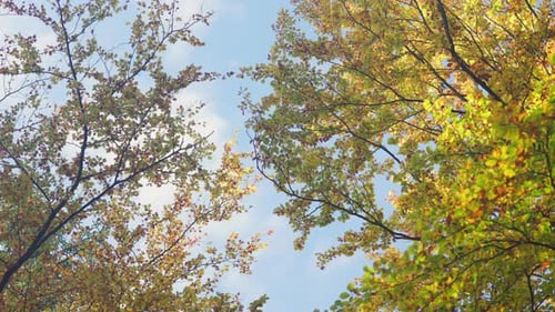 Autumnal Trees with Colorful Leaves against Blue Sky