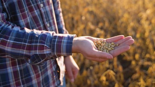 Close Up of Young Farmer with Soybean Seed in His Hands