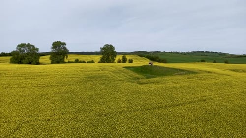 Imágenes aéreas de un fuerte en una colina en la campiña danesa cubierto de campos de colza amarillos en flor, bordeado