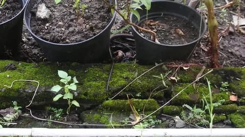 Moss Covered Wall with Potted Plants