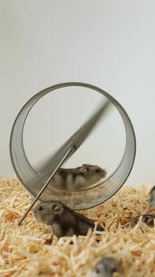 Hamsters Exercising on Wheel in a Cage