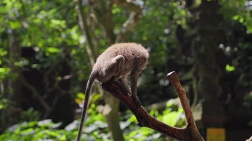 Monkey Sits on a Branch and Shakes Off Water Slow Motion