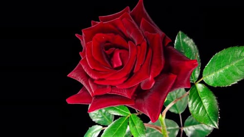Timelapse of Red Rose Growing Blossom From Bud to Big Flower on Green Leaves Background with Alpha