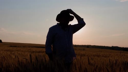 Silhouette of Man Agronomist Farmer in Golden Wheat Field at Sunset Male Looks at the Ears of