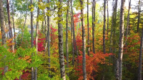 Vibrant fall foliage illuminating forest landscape with birch trees, slow motion drone shot, Canada