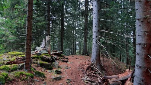 Enchanting Coniferous Forest Landscape with Mossy Rocks and Tall Trees Scenic Hiking Path Leading