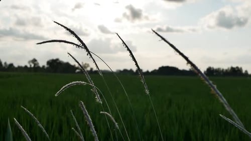 agricultural footage