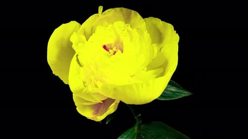 Yellow Peony Blooming in Time Lapse on a Black Background. Tender Flower Moving Petals Close Up