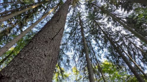 Grands conifères dans la forêt d'été Rotation de la caméra Ralentissement