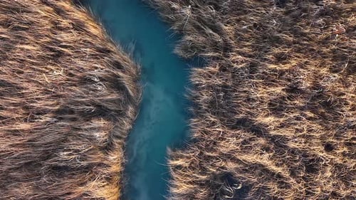 Aerial top-down view of salmon swimming in a narrow Michigan stream surrounded by golden brown veget
