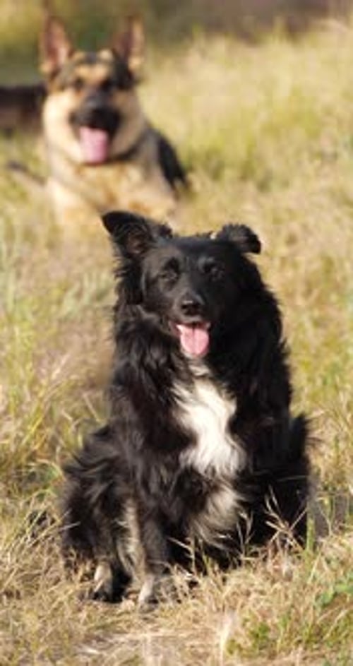 Chien noir de race mixte assis et regardant la caméra avec un berger allemand de race pure en arrière-plan