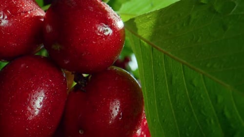 Ripe Fresh Cherry Berry Branch Closeup. Macro Wet Red Juicy Fruit Hanging