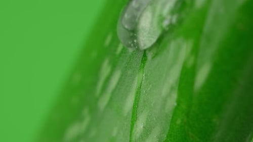 Aloe Vera Gel dripping from aloe leaf close-up.