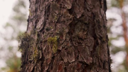 Sunlight illuminates pine tree bark texture in a lush green woodland forest