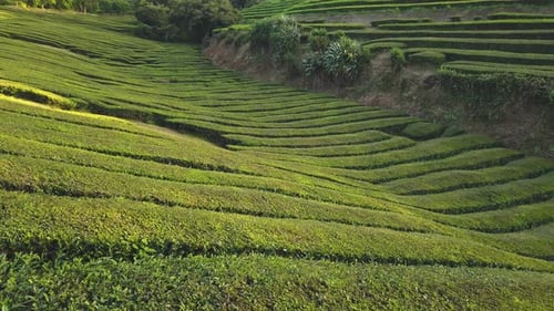 Beautiful Scenery of Tea Plantation during Sunset in Asia after Harvest