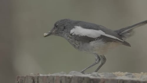 Close Up of Bird Eating in Wild